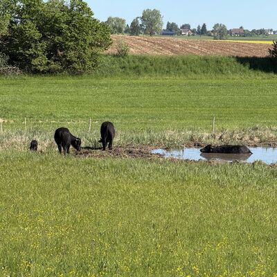 Rund 120 Besucher informierten sich �ber Naturschutzgro�projekt Baar