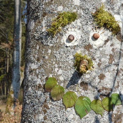 Waldpdagogik - Baum