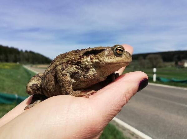 Erdkrte wird auf einer Hand gehalten. Im Hintergrund sieht man eine Verkehrsstrae.