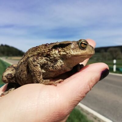 Erdkröte wird auf einer Hand gehalten. Im Hintergrund sieht man eine Verkehrsstraße.