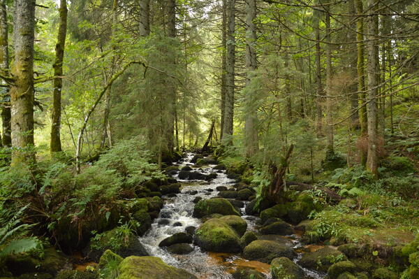 Forstamt Körperschaftswald