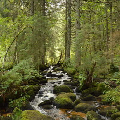 Forstamt Körperschaftswald