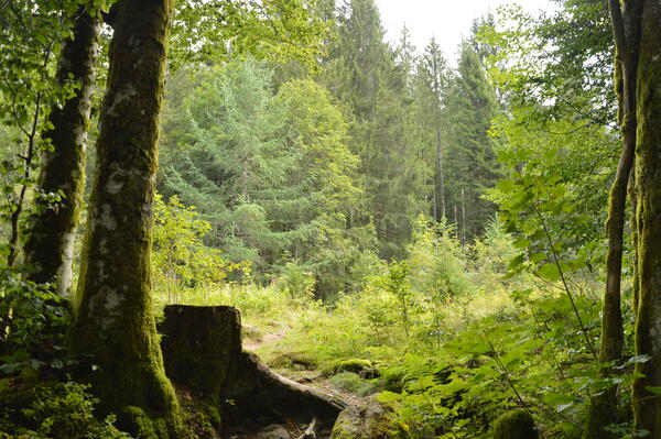Forstamt Krperschaftswald
