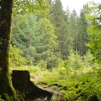 Forstamt Körperschaftswald