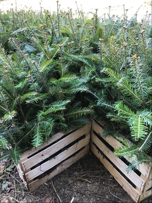 Bestellung von Forstpflanzen