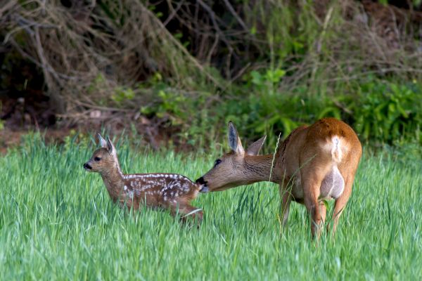 Hund hetzt trächtiges Reh - Appell: Rücksicht nehmen auf Wild-tiere
