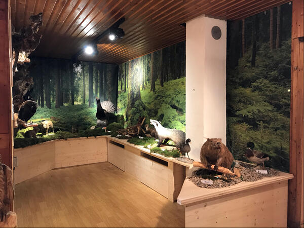 Waldmuseum Bräunlingen: Auge in Auge mit dem Auerhahn