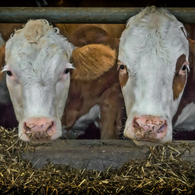 Tierhaltung und Tierzucht