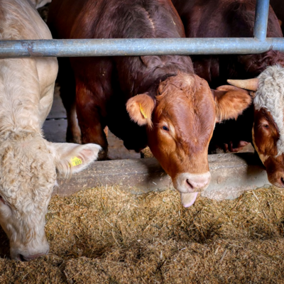 Tierhaltung und Tierzucht