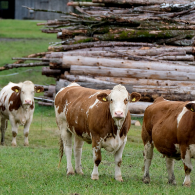 Tierhaltung und Tierzucht