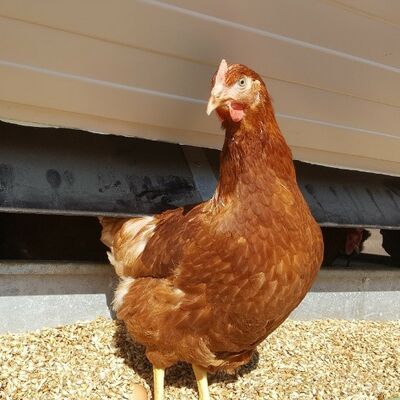 Grundschüler lieben es, sich um Hühner und ihre frisch gelegten Eier im Legebett zu kümmern. Automatisch lernen sie einiges über Hühner und artgerechte Hühnerhaltung.