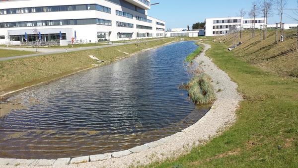 Teichanlage mit Versickerung am Klinikum VS