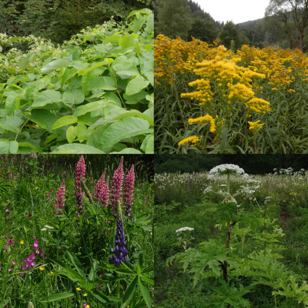 Japan-Staudenknterich, Kanadische Goldrute, Vielblttrige Lupine und Riesenbrenklau sind so-genannte Neophyten. Jetzt gibt es ein Meldeportal fr diese Pflanzen. Unter https://lrasbk.maps.arcgis.com knnen Fundorte gemeldet und eingesehen werden.