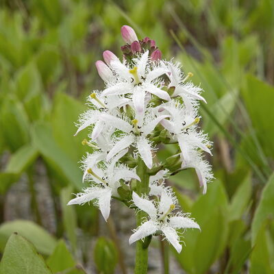 Der Fieberklee (Menyanthes trifoliata) ist in Mooren und deren Rndern zu finden. In Baden-Wrttemberg wird die Art als ,gefhrdet' in der Roten Liste gefhrt.