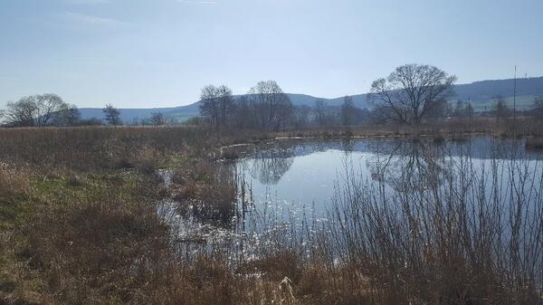 Im Staubereich der Donau bei Donaueschingen-Neudingen gibt es eine Vielzahl hochwertiger Feuchtbiotope. Der Einfluss der Donau auf diese Gebiete wird nun durch das Landratsamt Schwarzwald-Baar-Kreis untersucht.