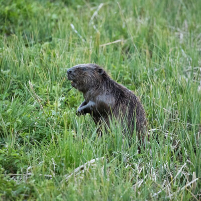 Biber im Schwarzwald-Baar-Kreis
