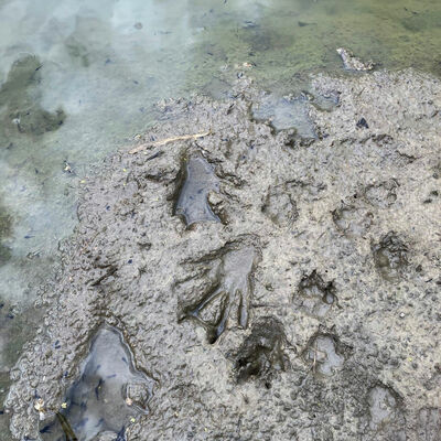 Biberspuren am Flusslauf