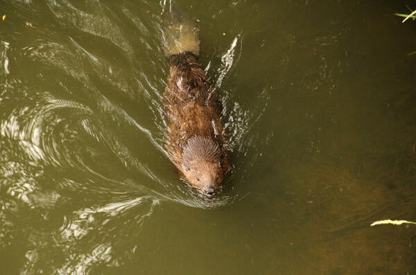 Durch seinen Körperbau ist der Biber vor allem an das Leben im Wasser angepasst.