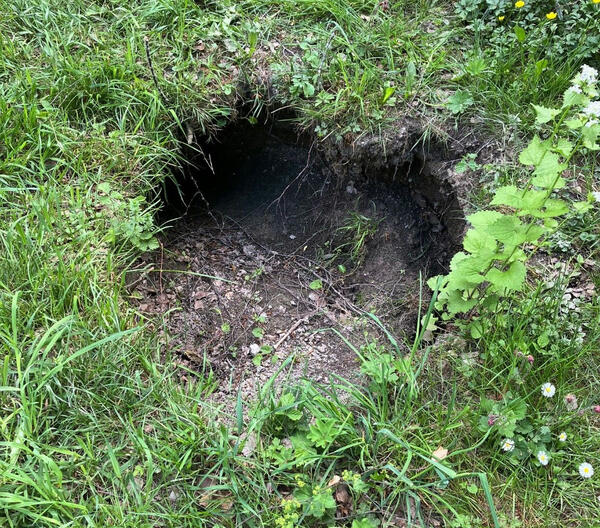 Im Bereich von Uferböschungen sowie angrenzender Grünfläche an Gewässern befinden sich des Öfteren Eingrabungen sowie Aus- und Einstiege der Biber.