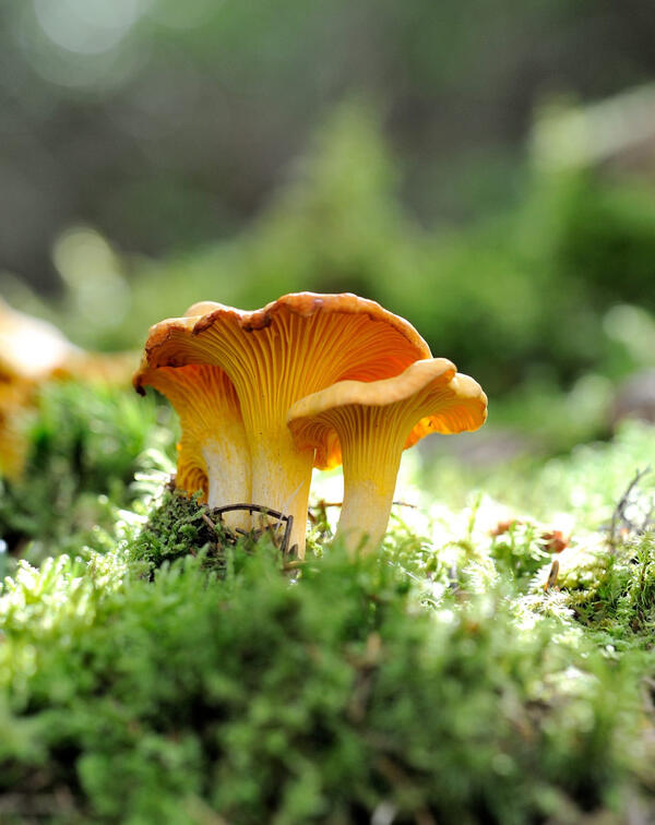 Pilze sammeln: Bitte mit Rücksicht auf die Natur!