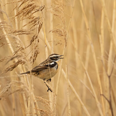 Das Braunkehlchen (Saxicola rubetra) berwintert sdlich der Sahara und ist damit ein ausgesprochener Langstreckenzieher.