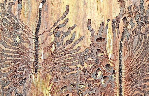 Käferholz
