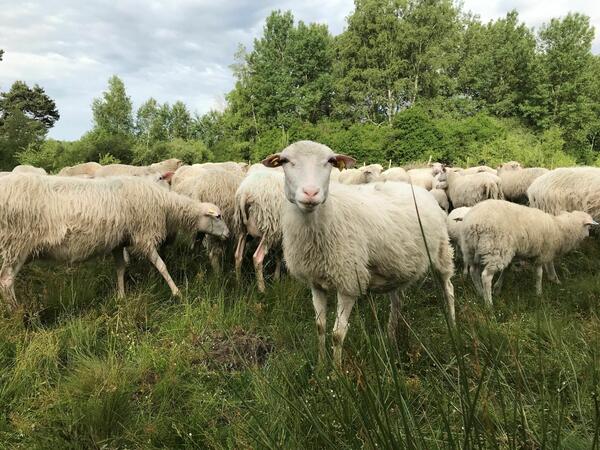 2019-06-14 Schwenninger Moos Moorschnnucken 2 kl