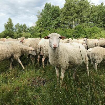 Auch die Moorschnucken freuen sich, wenn die Birken und Kiefern nicht mehr in ihrem Futter ste-hen.