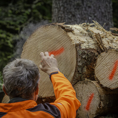 Mein-Wald-Tag - Fachtag für Waldeigentum und Forstbetriebe