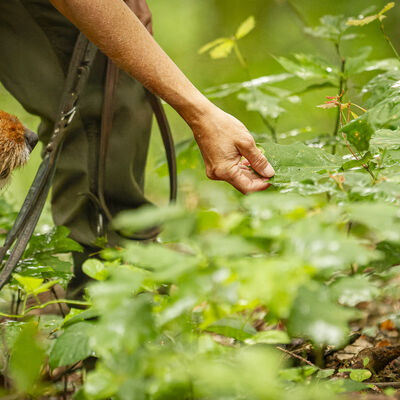 Mein-Wald-Tag - Fachtag für Waldeigentum und Forstbetriebe