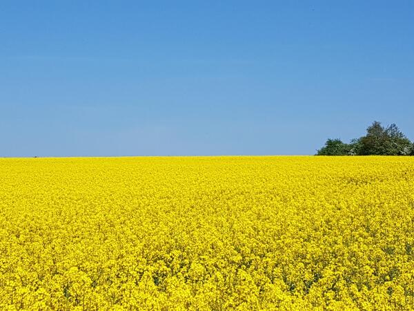 Rapsfeldtag auf dem Versuchfeld