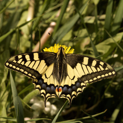 Schwalbenschwanz (Papilio machaon) 
Der Schwalbenschwanz fhlt sich unter anderem artenreichen Wiesen und Trockenrasen wohl. Foto: NGP Baar