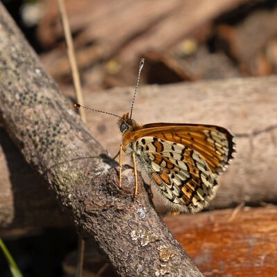 Wegerich-Scheckenfalter (Melitaea cinxia) 
Der frher hufige Wegerich-Scheckenfalter ist heute stark gefhrdet. Foto: NGP Baar