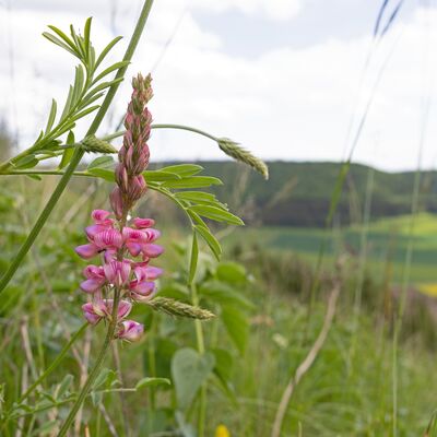 Esparsette (Onobrychis viciifolia) 
Die Saat-Esparsette ist eine Futterpflanze fr Schmetterlinge und Wildbienen. Foto: NGP Baar