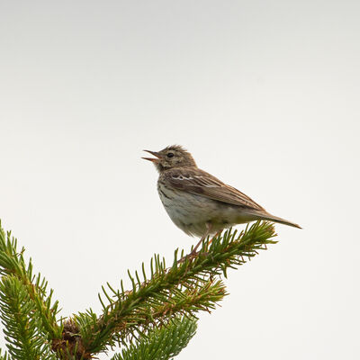 Baumpieper (Anthus trivialis) 
Der Baumpieper berwintert als Langstreckenzieher in den Savannen West- und Ostafrikas. Foto: NGP Baar
