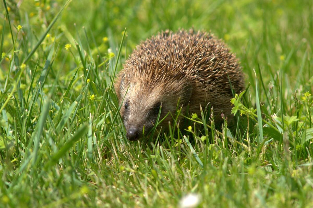 Igel 
