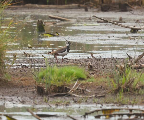 Kiebitz im Schwenninger Moos - aufgenommen am 3. Juli 2025
