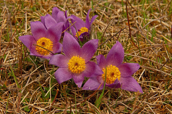 K�chenschelle (Pulsatilla vulgaris) am Zisiberg bei Blumberg-Hondingen