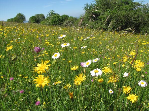 Jetzt k�nnen sich Landwirtinnen und Landwirte mit Wiesen und Weiden, die im Schwarzwald-Baar-Kreis und im Naturpark liegen zur Wiesenmeisterschaft des Naturparks S�dschwarzwald anmelden. Anmeldeschluss ist der 20. Mai.
Bild 1: Wiese in St. Georgen-Stockwald
Bild 2: Wiese in Bad D�rrheim-Oberbaldingen
� Landratsamt Schwarzwald-Baar-Kreis